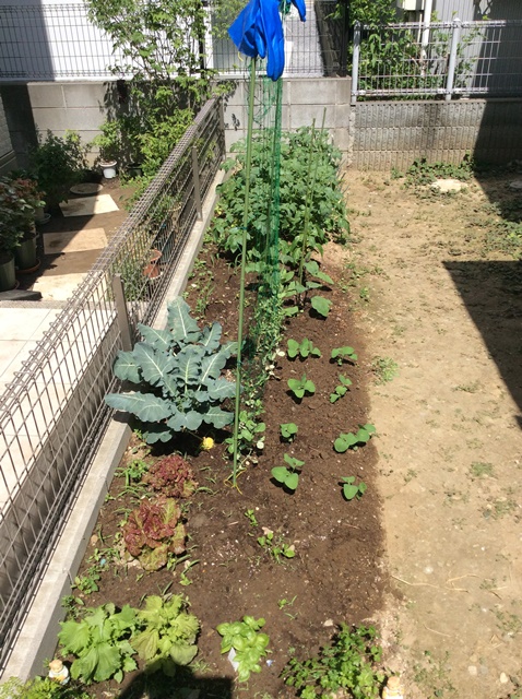 家庭菜園 雑草を見れば畑の状態が分かる D 株式会社ハレックス