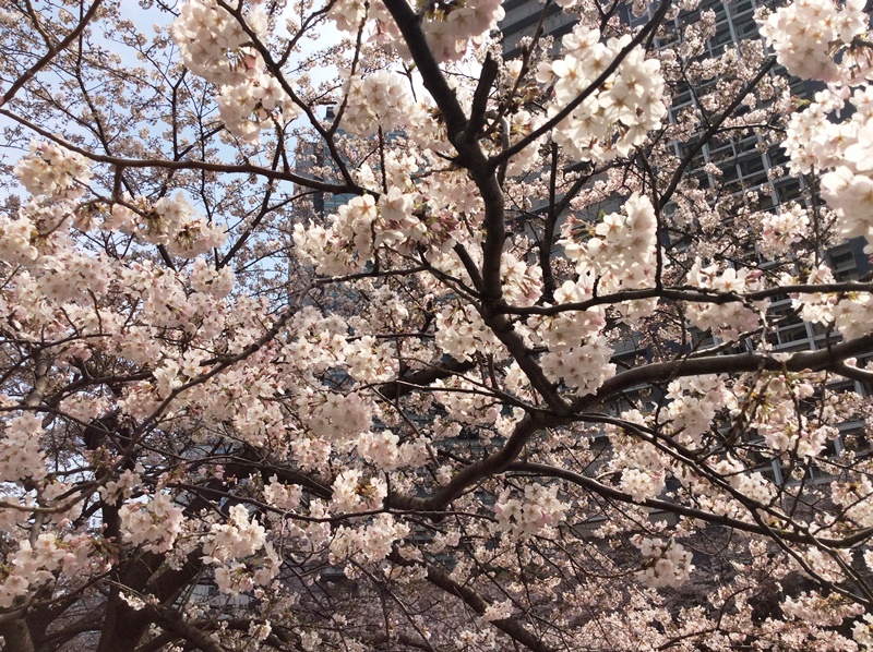 目黒川の桜1