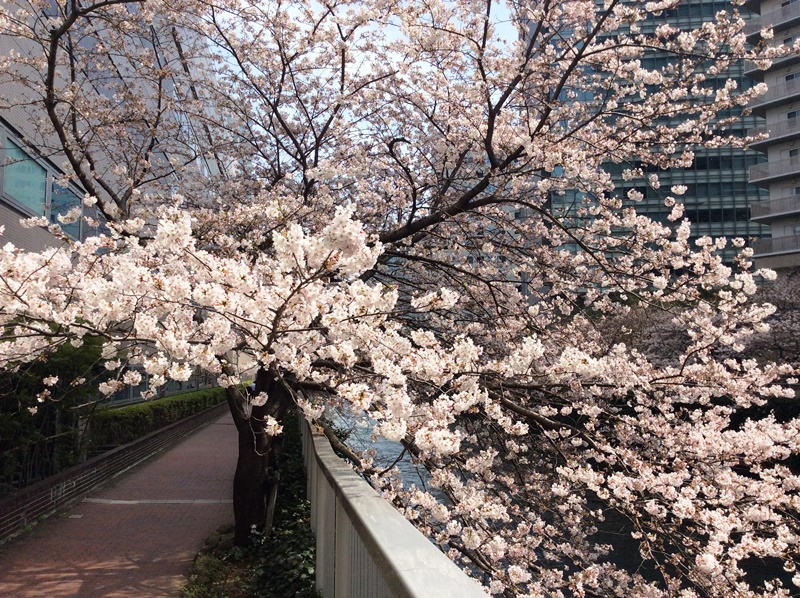 目黒川の桜2