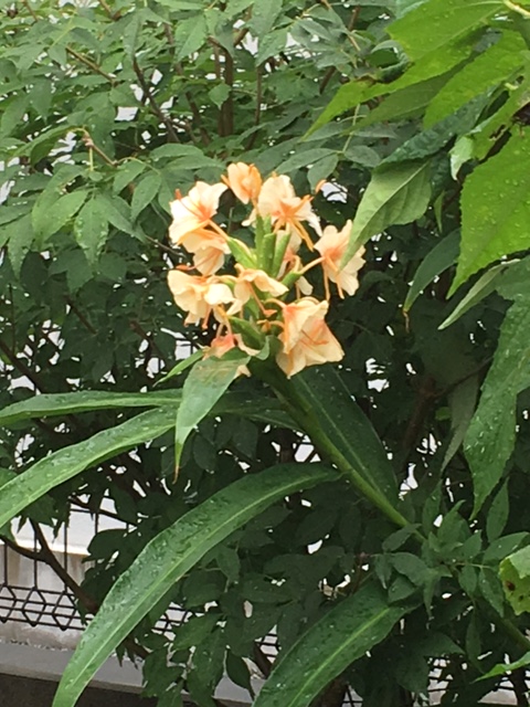 なんじゃこりゃ 生姜の花 株式会社ハレックス